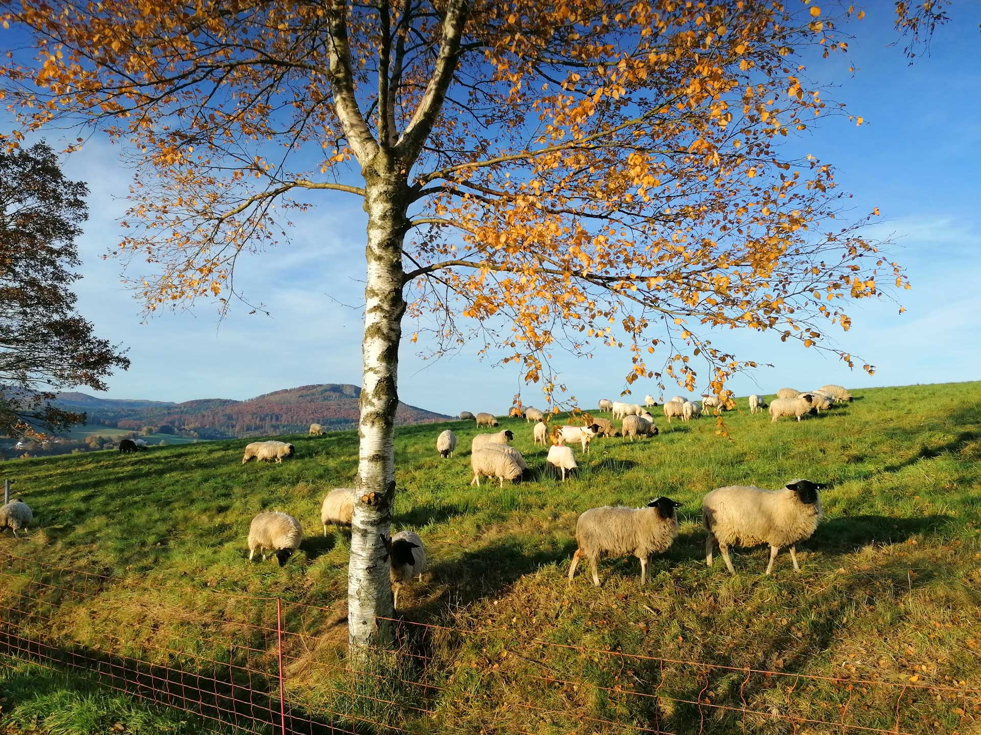 Rhönschafe auf einer satten Wiese, die Gras fressen