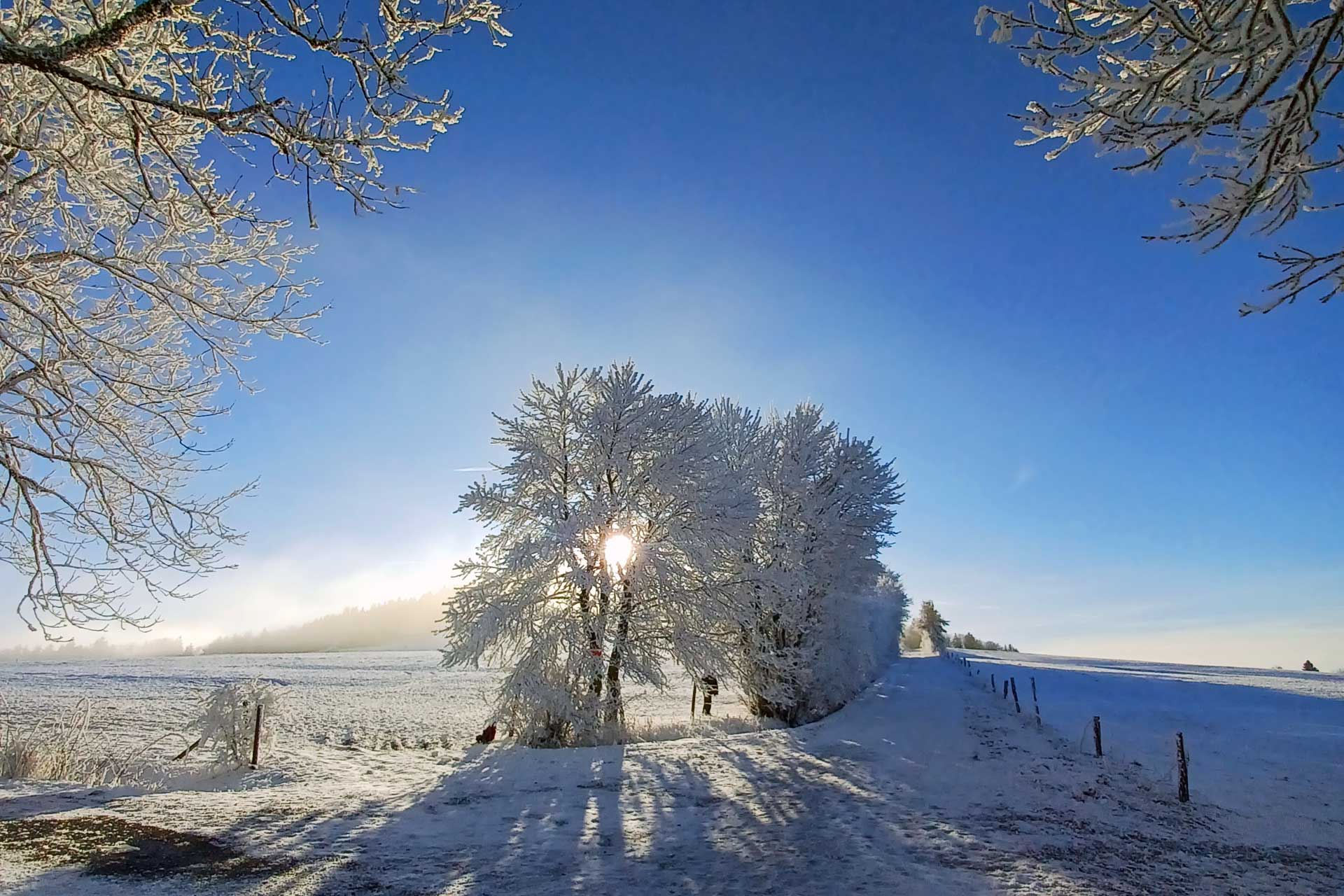 Blick auf die Sonne hinter einem Baum im Winter
