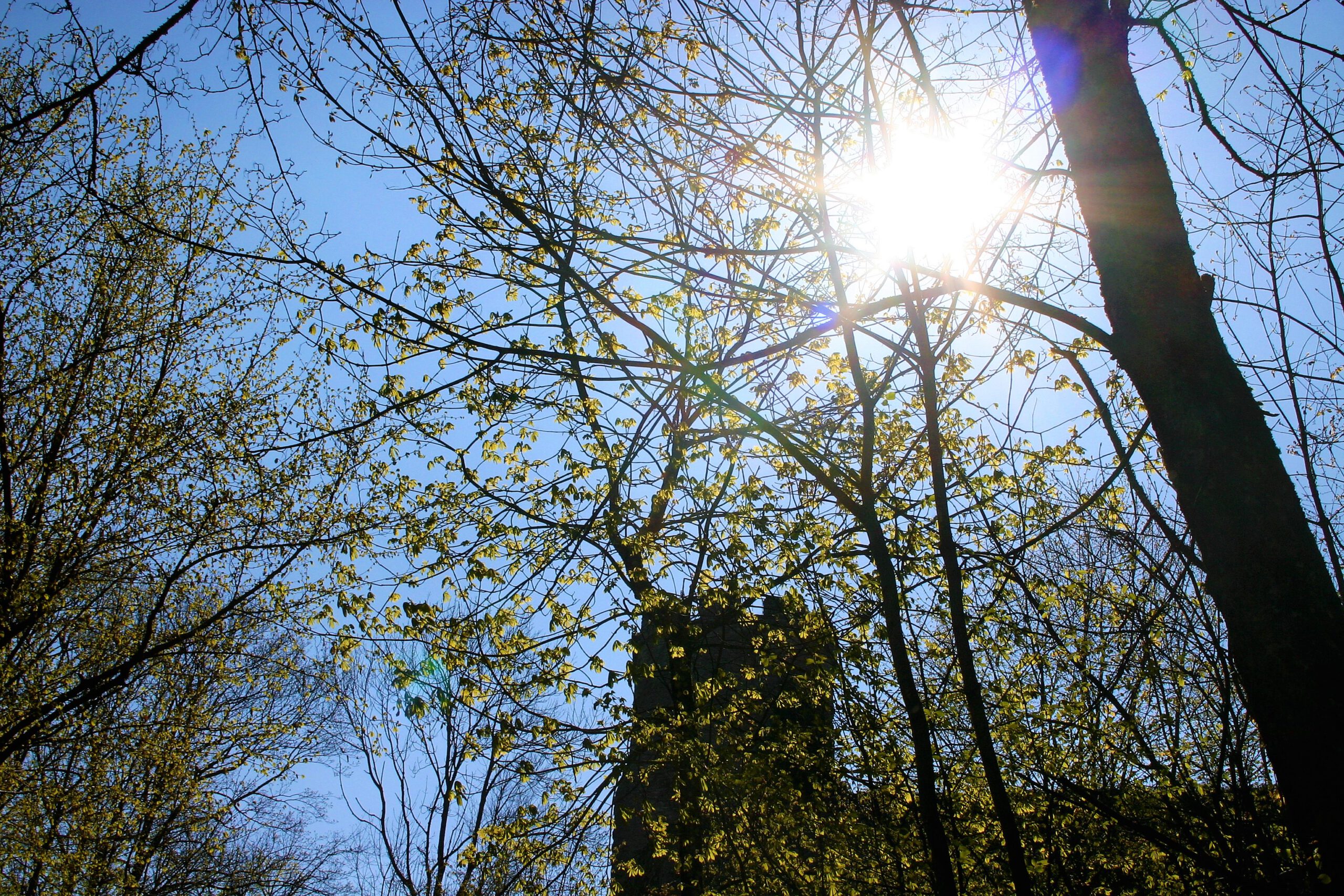 Blick durch die Bäume auf die Ebersburg gegen die Sonne