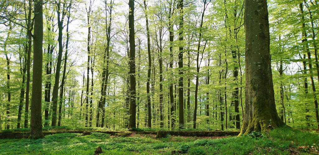 Frisches zund helles Grün der Birkenblätter, die durch die Sonne noch satter wirken