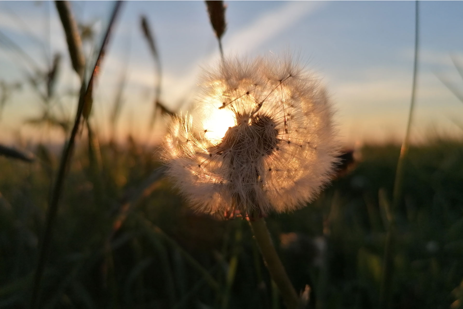 Pusteblume im Sonnenuntergang